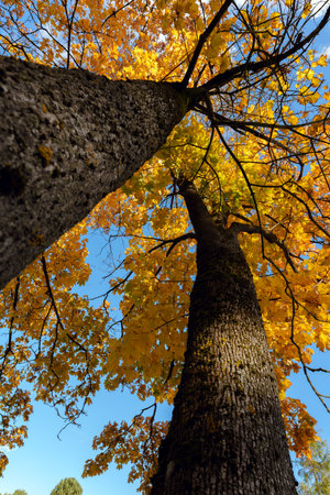 A striking upward view of two tall tree trunks and their canopy filled with bright, golden yellow autumn foliage contrasting sharply with the clear blue skyの写真素材