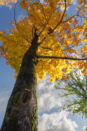 A dramatic low-angle view of a thick tree trunk and its dense canopy, showcasing brilliant yellow and gold autumn leaves contrasting with the clear blue skyの写真素材