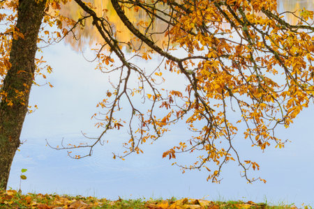 A tranquil scene with branches of an autumn tree full of golden-yellow leaves reaching over the still surface of a river or lake, with fallen leaves on the ground.の写真素材
