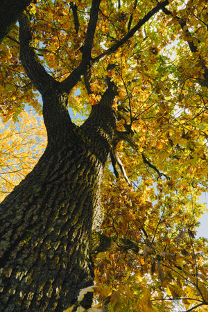 Low-angle view of a large oak tree trunk and branches covered in vibrant yellow and gold autumn...