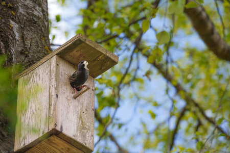 A common starling perches on the opening of a handmade wooden birdhouse attached to a tree trunk on a bright spring day. This image symbolizes wildlife conservation, home, nesting, and the beautyの写真素材