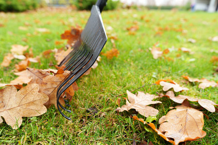 A black plastic rake rests on wet fallen oak leaves and vibrant green grass This low angle view...