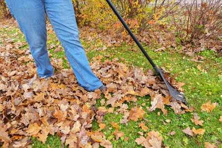 Gardener gathering a pile of dry brown oak leaves with a black plastic rake on green grass during autumn.の写真素材