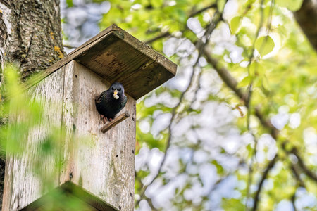 Common starling (Sturnus vulgaris) perched on a wooden birdhouse. Bird holding white object in beak,...