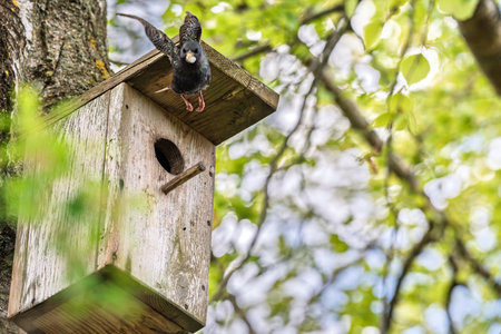 Common starling (Sturnus vulgaris) perched on a wooden birdhouse. Bird holding white object in beak,...