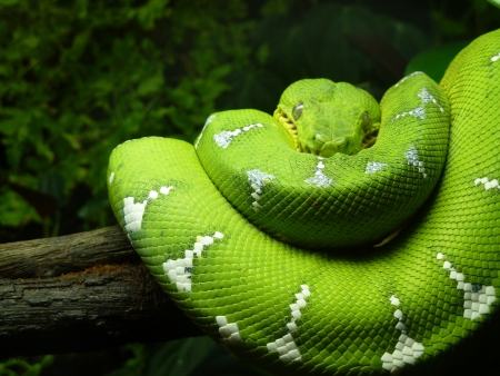 Snake Relaxing on A Branchの写真素材