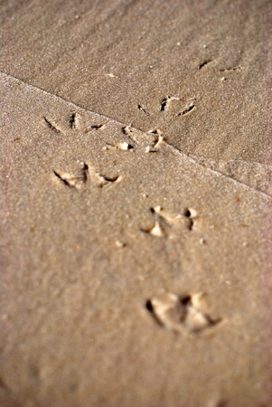 Gull Prints in the Sand