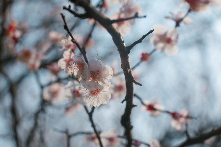 Plum branch