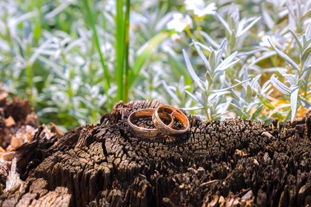 wedding rings on a tree stump oldの写真素材