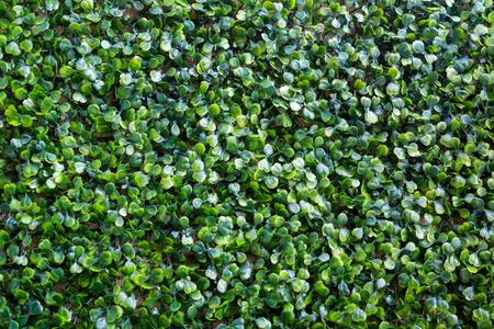 Background of many green small leaves is evenly distributed throughout the frameの写真素材