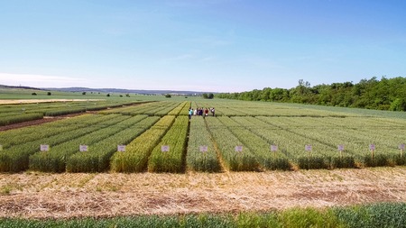 Studies of rye and wheat varieties. Flying over the field of ploの写真素材