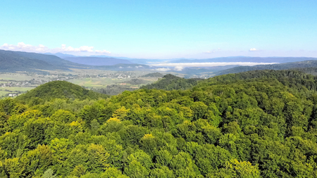 Dronefootge Flight over the green forest on a sunny dayの写真素材