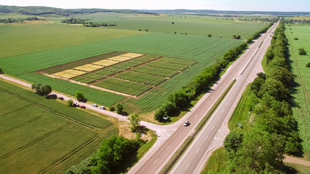 Studies of rye and wheat varieties. Flying over the field of ploの写真素材