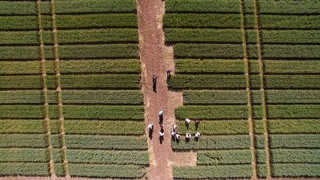 Flying over the field with different varieties of wheat. Scientiの写真素材