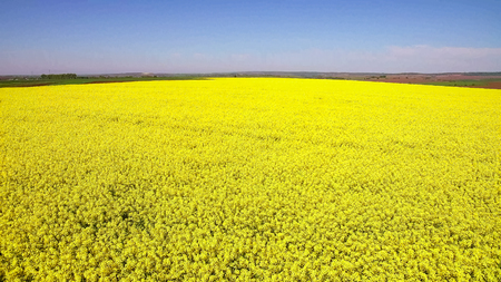 Flight over Field with flowering Canola flowers. Aerial footage.の写真素材
