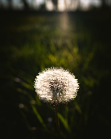 Dandelion in grass field during sunsetの写真素材