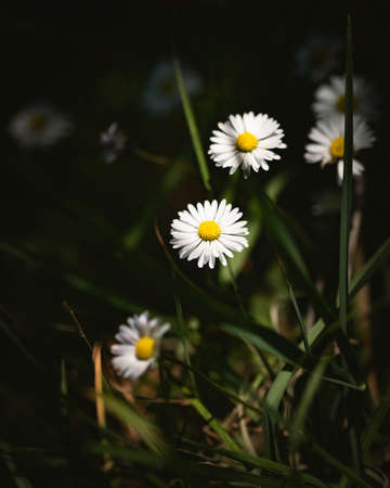 Daisies in clair obscurの写真素材
