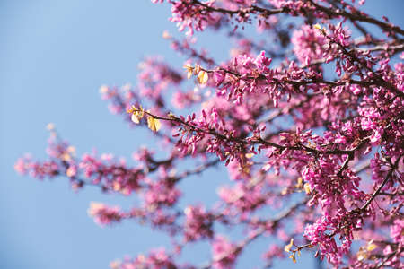 Pink blossom tree closeupの写真素材