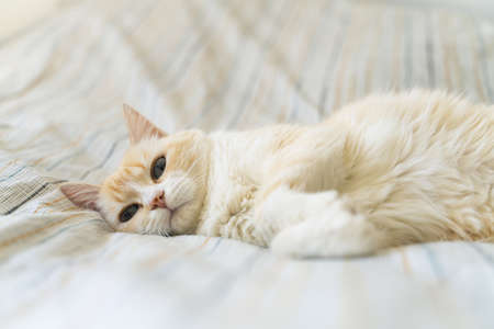 Creamy and white cat on a light colored bed sheetの写真素材