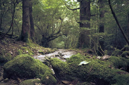 Moss on stones in a moody japanese wet forestの写真素材