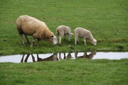 Sheep in springの写真素材