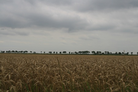 Dark clouds above farmland at the coast of the Netherlandsの写真素材