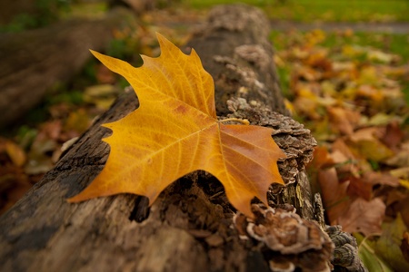 autumn leave on tree trunkの写真素材