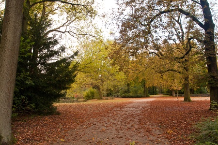Leaves in the park during fallの写真素材