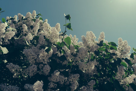 Lilac flowers in the sunlight on green leaves background. Blue sky is behind. Fresh and young spring...