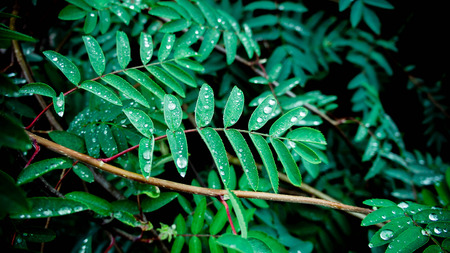 Some little water drops on a surface of rowan's green leaves. Rainy weather.の写真素材