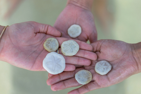 Sea urchin shells Bais Sand Bar, Negros Oriental, Philippines