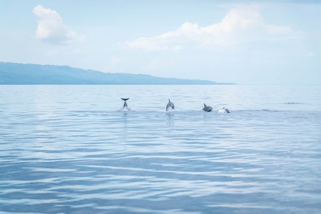 Hundred dolphins around us in Bais sand bar. Negros Oriental, Philippinesの写真素材