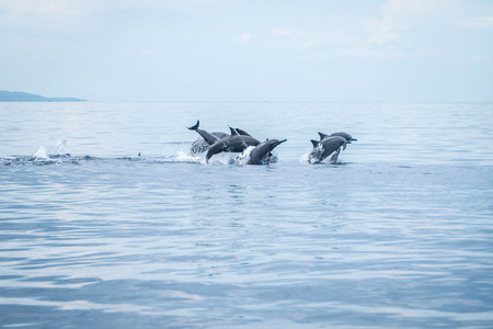 Hundred dolphins around us in Bais sand bar. Negros Oriental, Philippinesの写真素材