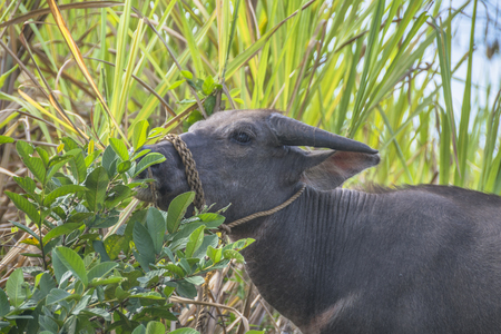 Buffalo in the Cane Fields,Siaton, Negros Oriental, Philippinesの写真素材