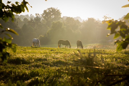 A group of wild horses grazing during sunrise in the mountains.の写真素材