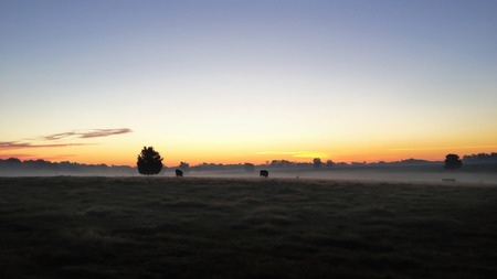 Country landscape of a cow pasture with fog at dawn as the sun is rising.の写真素材