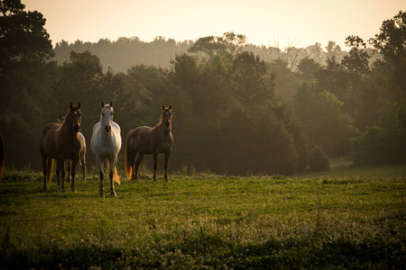 A group of wild horses looking at the camera at sunrise in the mountains.の写真素材