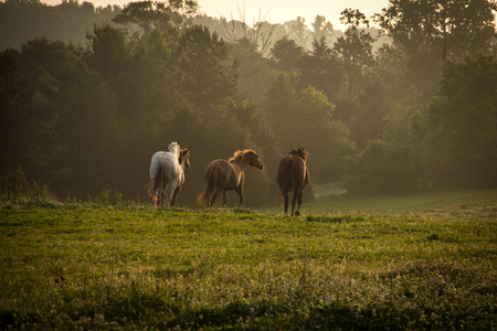 A group of wild horses running at sunrise in the mountains.の写真素材