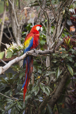 Macaw bird full length image sitting in a treeの写真素材