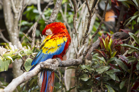 Macaw bird grooming itself while sitting in a treeの写真素材
