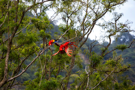 Macaw birds playing in a tree in the jungleの写真素材