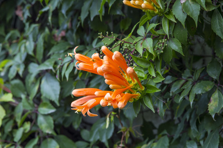 Trumpet honeysuckle vine with orange bloomの写真素材