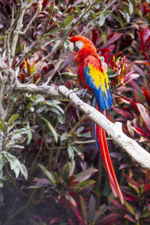 Macaw bird full length side profile while perched on a branchの写真素材