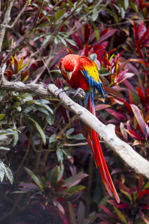 Macaw bird full length perched on a branch in a jungleの写真素材