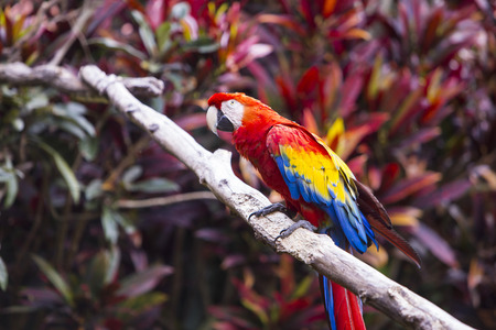 Macaw bird side profile while sitting on a branch in a jungleの写真素材