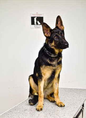 german shepherd at a vet's appointmentの写真素材