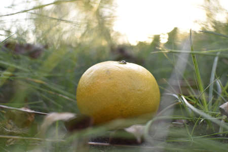 Ripe yellow lemon on a green grass in the rays of the setting sunの写真素材