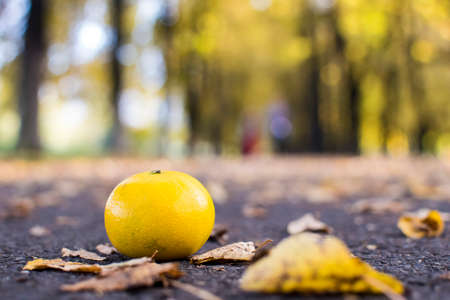 tangerine in the park in autumn, on the asphalt with leavesの写真素材