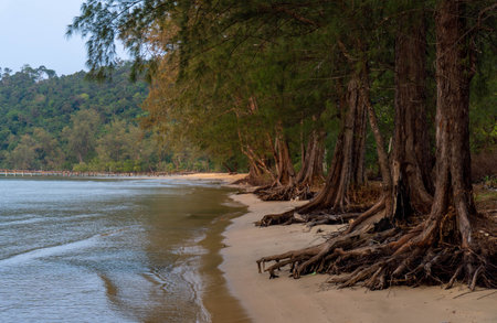 Tree with big roots out of the soil, on the beach.の写真素材