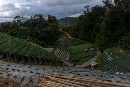 Cameron highlands tea plantation in the mountains.の写真素材